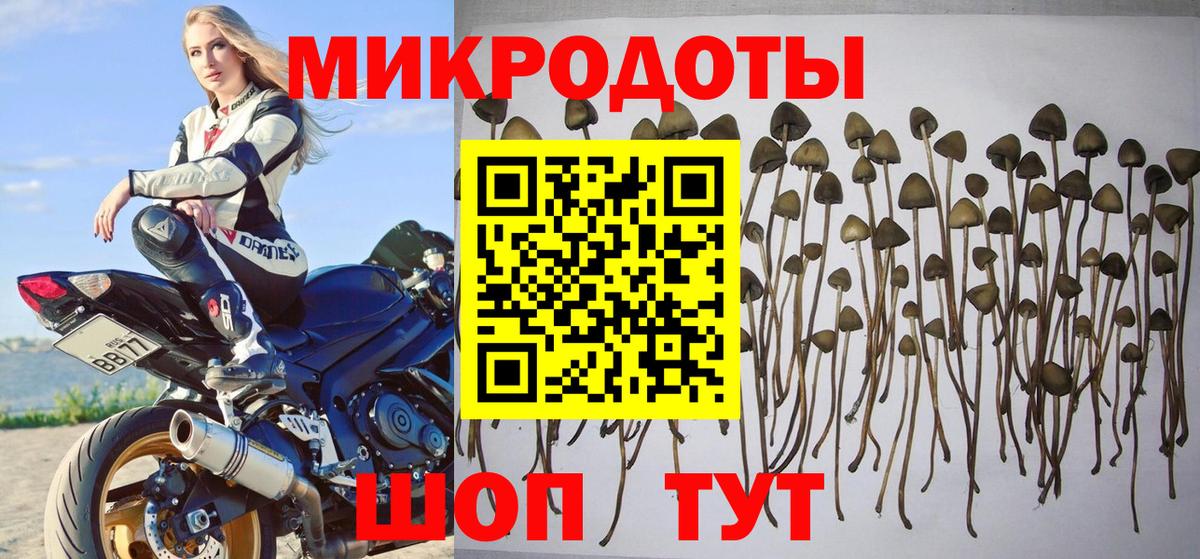 Галлюциногенные грибы Psilocybe Балтийск
